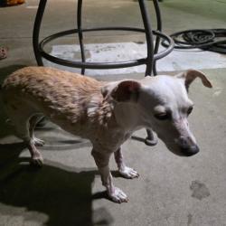Reunited Female Dog last seen Grand Ave / Rubidoux Ave, Riverside, CA 92504