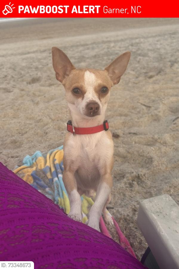 Lost Male Dog last seen White Oak, Garner, NC 27529