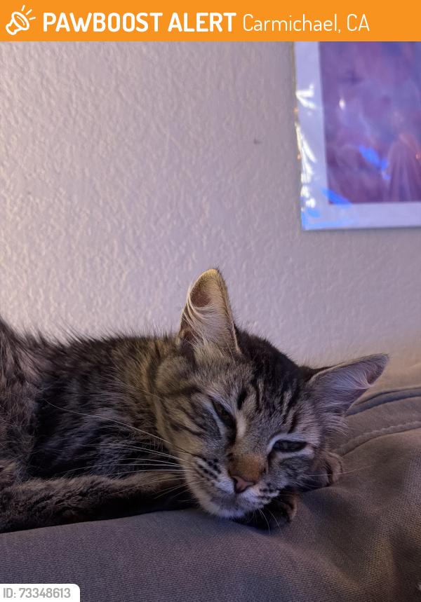 Found/Stray Unknown Cat last seen Walnut Ave and Engle Road, Carmichael, CA 95608