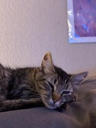 Found/Stray Unknown Cat last seen Walnut Ave and Engle Road, Carmichael, CA 95608
