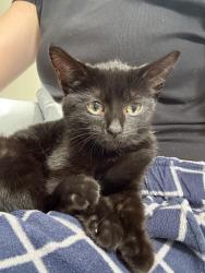 Lost Female Cat last seen Rue Country/Oliviers/Leduc/Merisiers/Thorncliff, Saint-Lazare, QC J7T 3E1