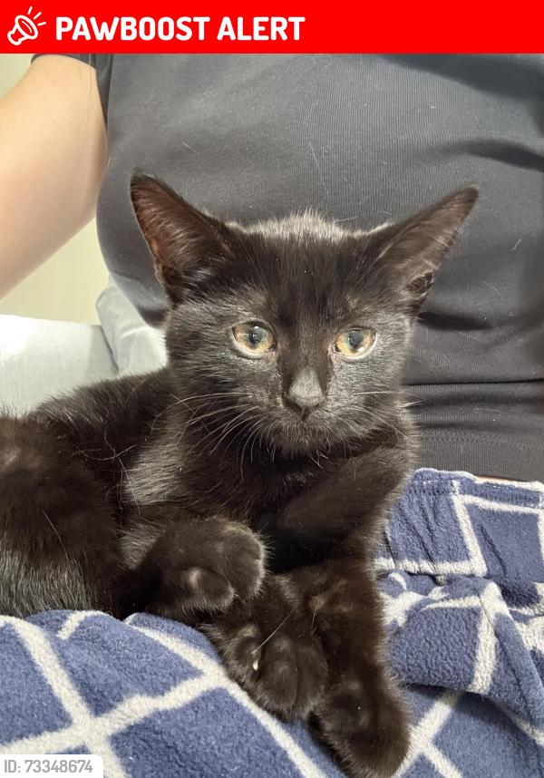 Lost Female Cat last seen Rue Country/Oliviers/Leduc/Merisiers/Thorncliff, Saint-Lazare, QC J7T 3E1