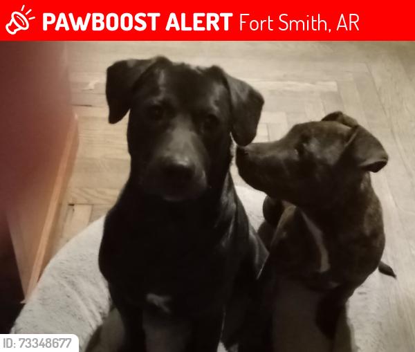 Lost Male Dog last seen Near Queensbury Way, Fort Smith, AR 72908