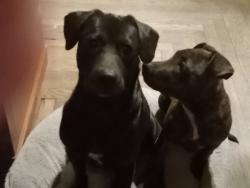 Lost Male Dog last seen Near Queensbury Way, Fort Smith, AR 72908