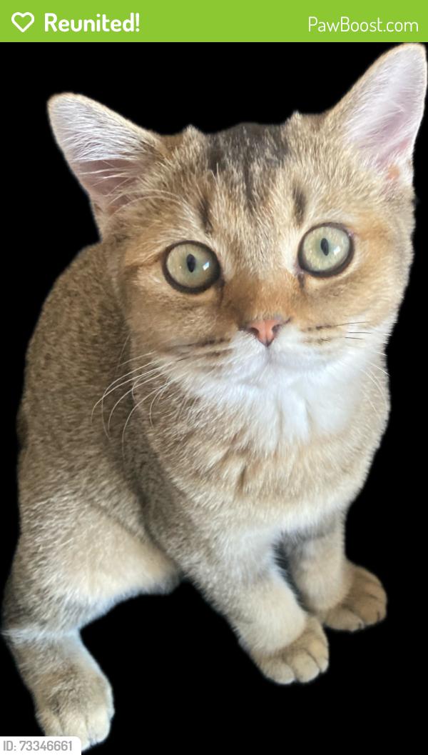 Reunited Female Cat last seen San Juan avenue, Fremont, CA 94536