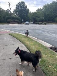 Reunited Unknown Dog last seen Downing Creek Parkway and Barbee Chapel Road, Durham, NC 27517