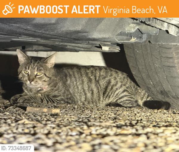 Found/Stray Unknown Cat last seen Ocean Shore Avenue and Hatton Street, Virginia Beach, VA 23451