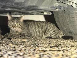 Found/Stray Unknown Cat last seen Ocean Shore Avenue and Hatton Street, Virginia Beach, VA 23451