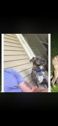 Lost Male Dog last seen Greenfield and Coach, Battlefield, MO 65619