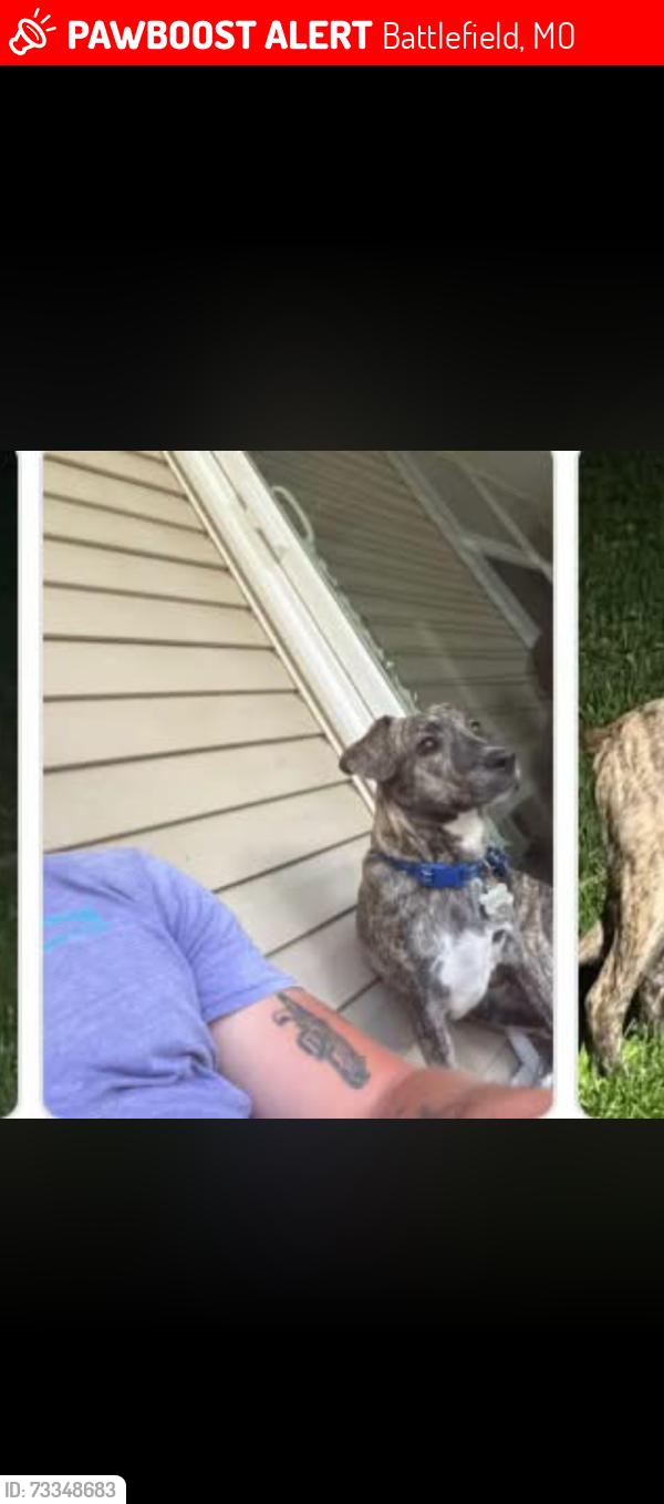 Lost Male Dog last seen Greenfield and Coach, Battlefield, MO 65619