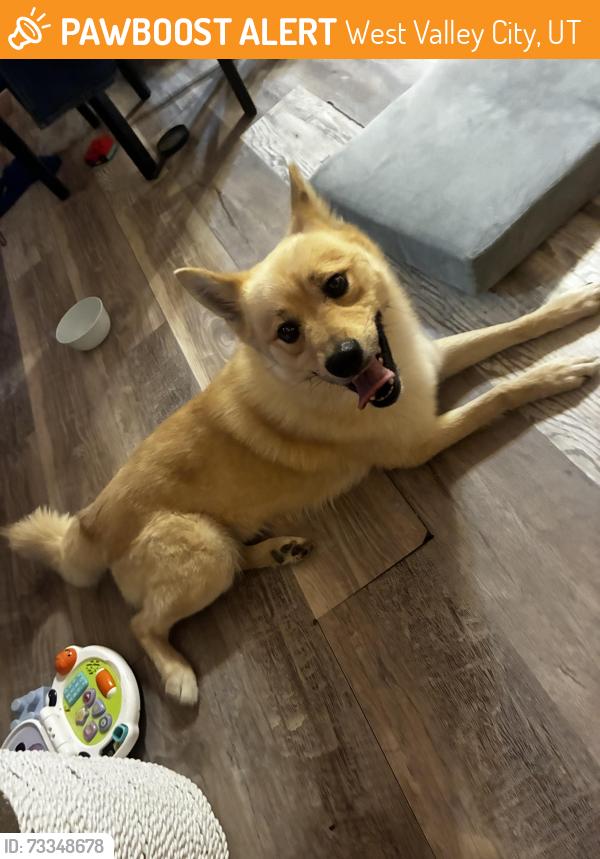 Found/Stray Male Dog last seen Near West in West Valley, West Valley City, UT 84120