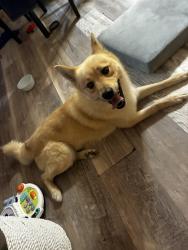 Found/Stray Male Dog last seen Near West in West Valley, West Valley City, UT 84120