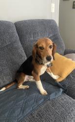 Lost Male Dog last seen Bermuda run commons nursing home, Advance, NC 27006