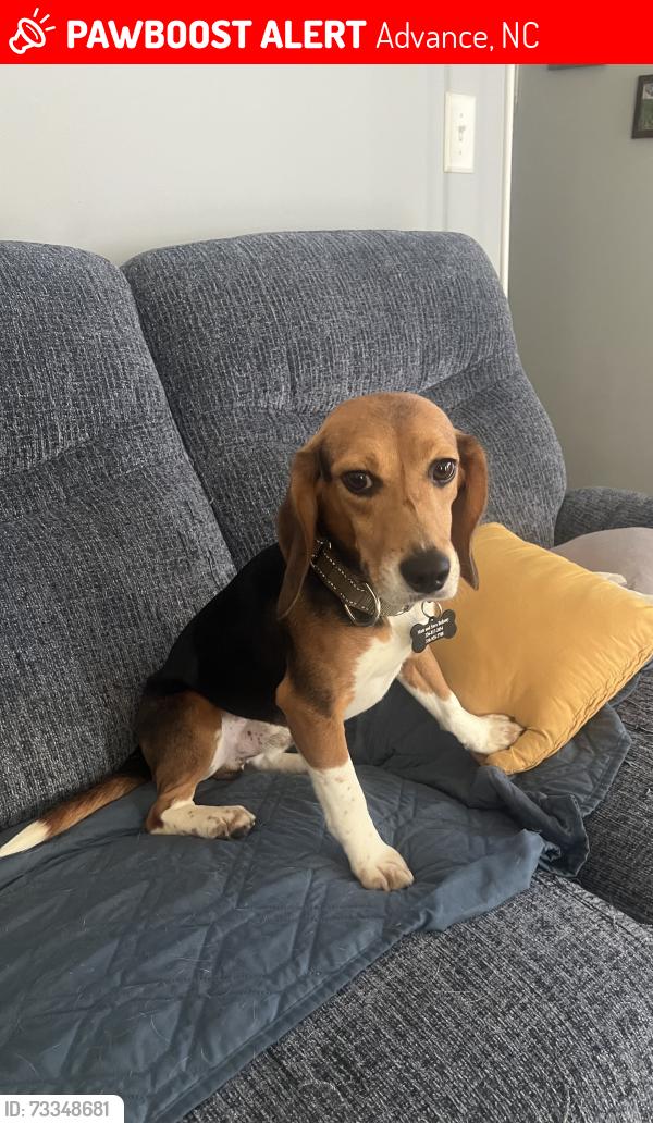 Lost Male Dog last seen Bermuda run commons nursing home, Advance, NC 27006