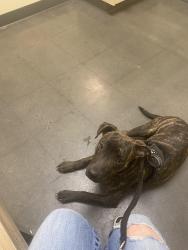 Lost Female Dog last seen Essex Rd, Fort Smith, AR 72908