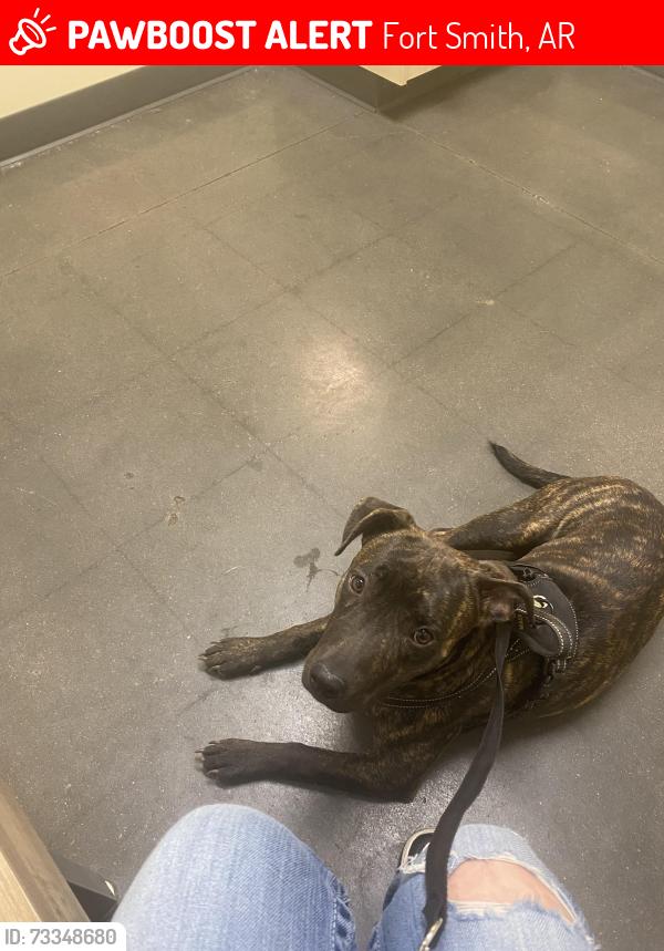 Lost Female Dog last seen Essex Rd, Fort Smith, AR 72908