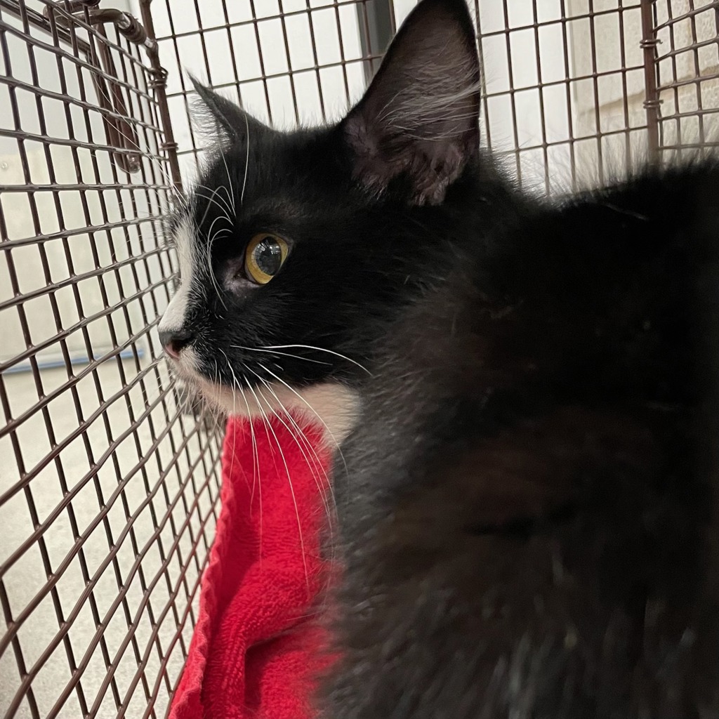 Shelter Stray Female Cat last seen Near E 14th Street, DES MOINES, IA, 50313, Des Moines, IA 50313