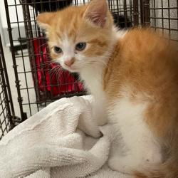 Shelter Stray Male Cat last seen Near E 14th Street, DES MOINES, IA, 50313, Des Moines, IA 50313
