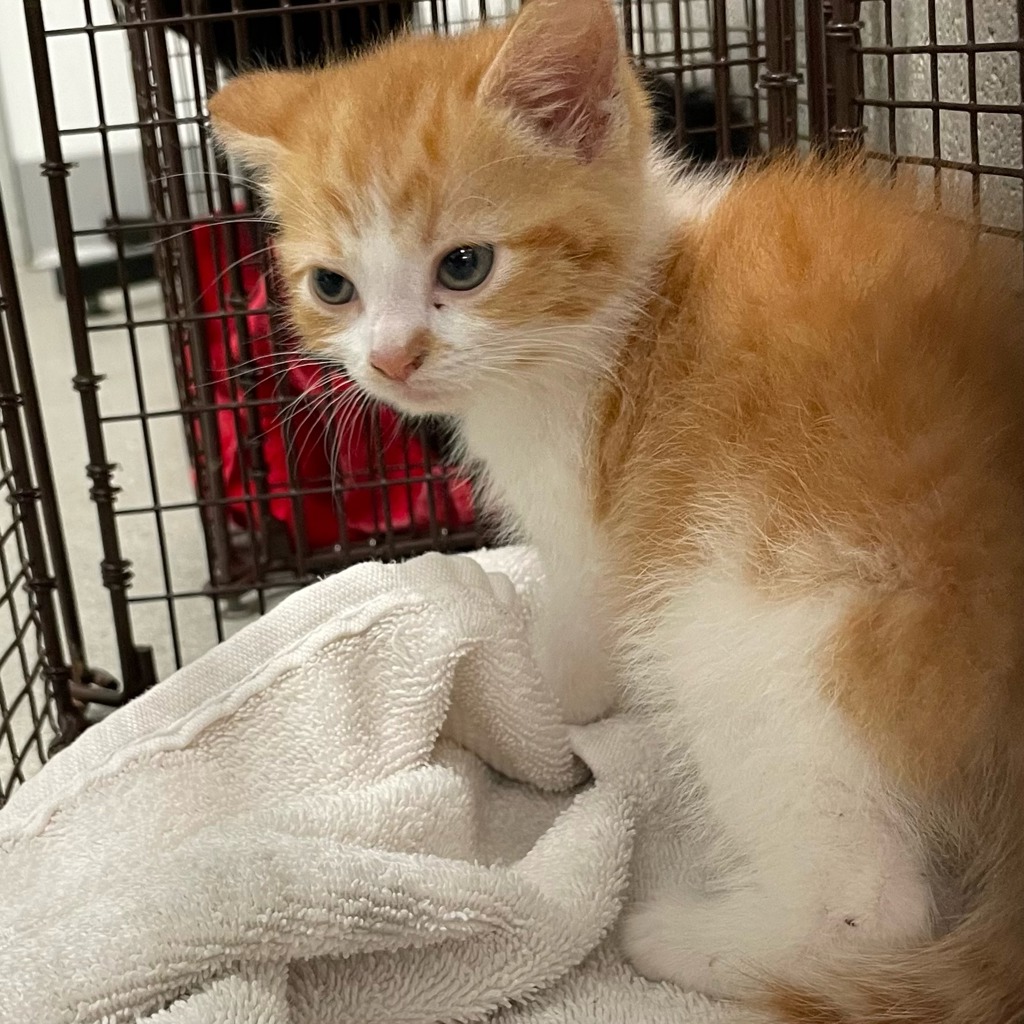 Shelter Stray Male Cat last seen Near E 14th Street, DES MOINES, IA, 50313, Des Moines, IA 50313