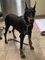 Shelter Stray Female Dog last seen I-205 & Airport way, PORTLAND, OR, 97220, 1700 W Historic Columbia River Hwy, Troutdale, OR 97060, USA