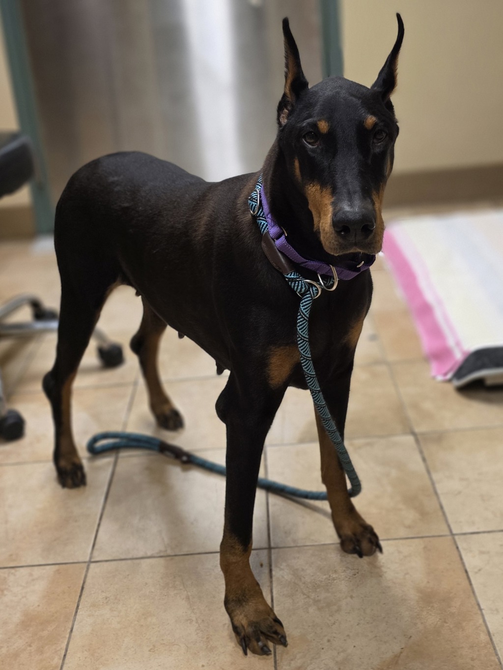 Shelter Stray Female Dog last seen I-205 & Airport way, PORTLAND, OR, 97220, 1700 W Historic Columbia River Hwy, Troutdale, OR 97060, USA