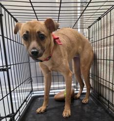 Shelter Stray Female Dog last seen Burnside / 122nd, PORTLAND, OR, 97216, 1700 W Historic Columbia River Hwy, Troutdale, OR 97060, USA