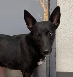 Shelter Stray Female Dog last seen Federal Boulevard, San Diego, CA, 92102, 5500 Gaines St, San Diego, CA 92110, USA