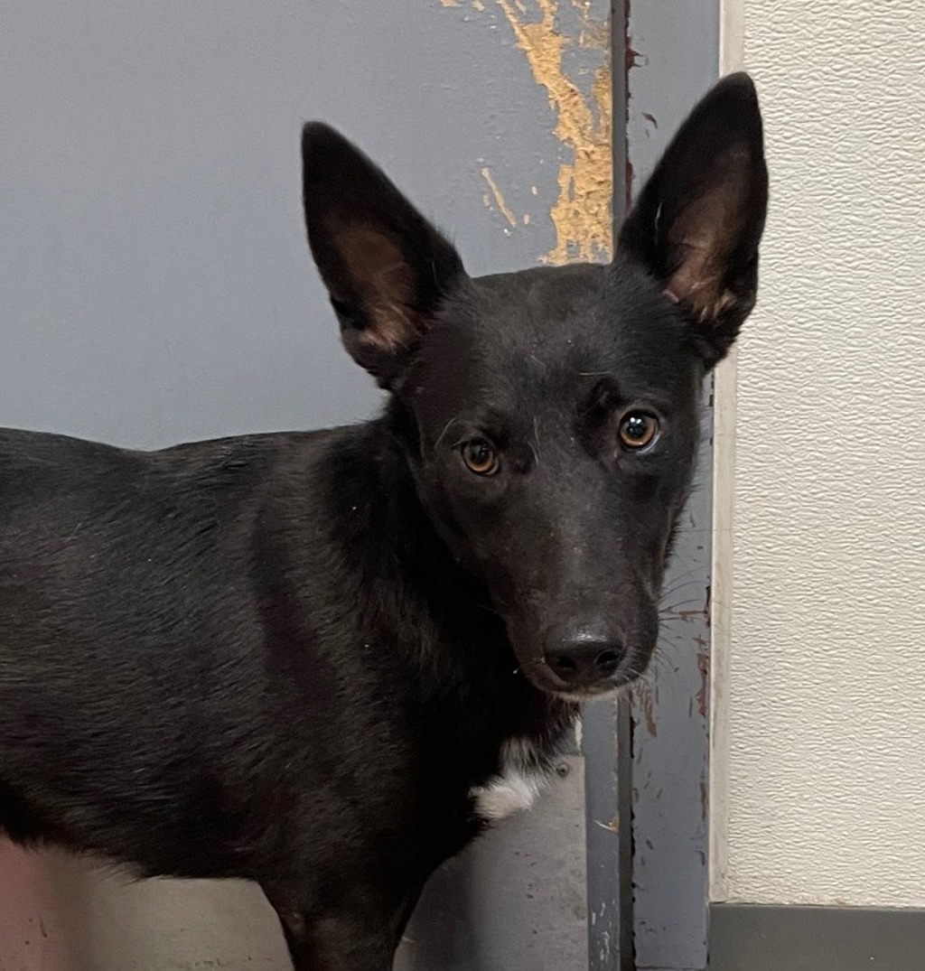 Shelter Stray Female Dog last seen Federal Boulevard, San Diego, CA, 92102, 5500 Gaines St, San Diego, CA 92110, USA