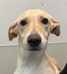 Shelter Stray Female Dog last seen Federal Boulevard, San Diego, CA, 92102, 5500 Gaines St, San Diego, CA 92110, USA