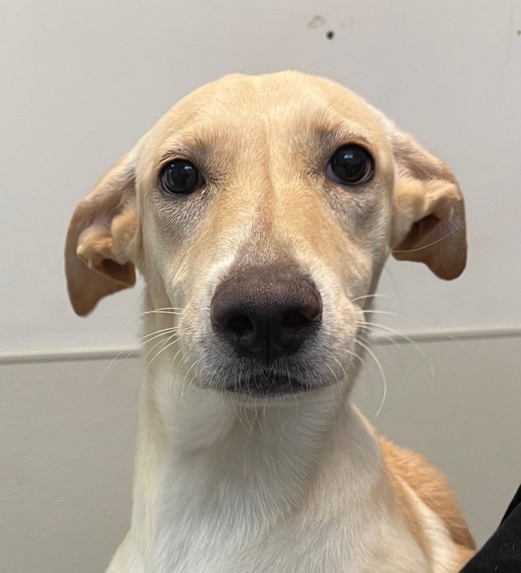 Shelter Stray Female Dog last seen Federal Boulevard, San Diego, CA, 92102, 5500 Gaines St, San Diego, CA 92110, USA