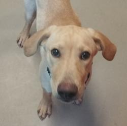 Shelter Stray Male Dog last seen Near E Madison Avenue, El Cajon, CA, 92021, El Cajon, CA 92020, USA