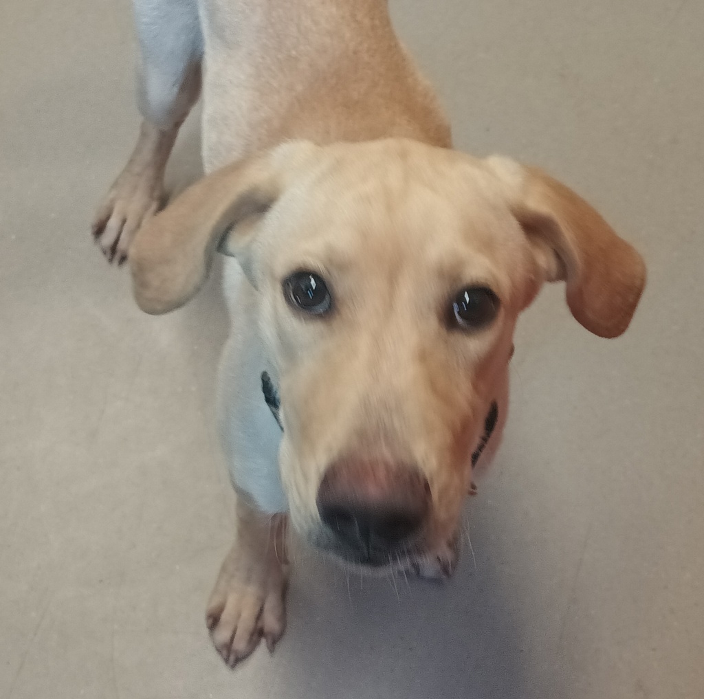 Shelter Stray Male Dog last seen Near E Madison Avenue, El Cajon, CA, 92021, El Cajon, CA 92020, USA