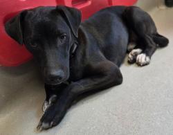 Shelter Stray Male Dog last seen Near Maranda Street, Santee, CA, 92071, El Cajon, CA 92020, USA