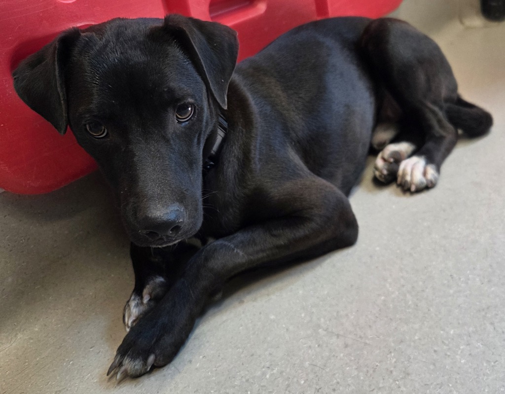 Shelter Stray Male Dog last seen Near Maranda Street, Santee, CA, 92071, El Cajon, CA 92020, USA