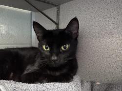 Shelter Stray Female Cat last seen unknown address around 5255 w, Kearns Township, UT, 84118, 511 W 3900 S, Salt Lake City, UT 84123, USA