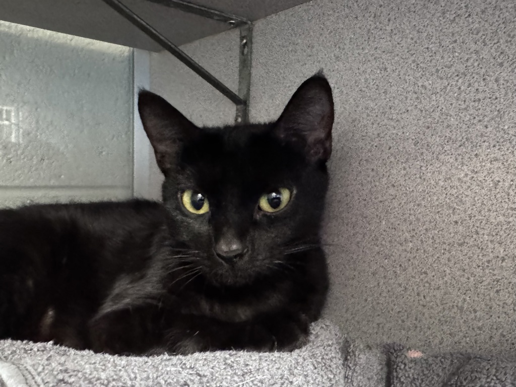 Shelter Stray Female Cat last seen unknown address around 5255 w, Kearns Township, UT, 84118, 511 W 3900 S, Salt Lake City, UT 84123, USA
