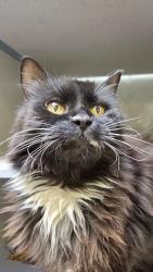 Shelter Stray Female Cat last seen Near S Gadgell Court, SALT LAKE CITY, UT, 84111, 511 W 3900 S, Salt Lake City, UT 84123, USA