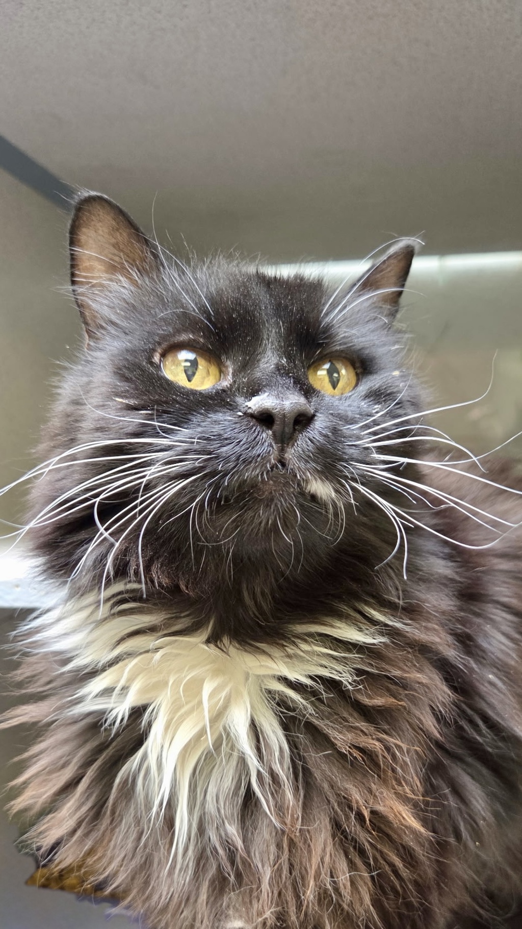 Shelter Stray Female Cat last seen Near S Gadgell Court, SALT LAKE CITY, UT, 84111, 511 W 3900 S, Salt Lake City, UT 84123, USA