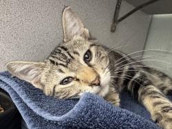 Shelter Stray Male Cat last seen Near E Kensington Avenue, SALT LAKE CITY, UT, 84102, 511 W 3900 S, Salt Lake City, UT 84123, USA