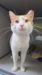 Shelter Stray Male Cat last seen Near E 1700 S, SALT LAKE CITY, UT, 84115, 511 W 3900 S, Salt Lake City, UT 84123, USA