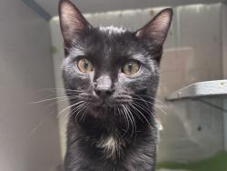 Shelter Stray Male Cat last seen unknown address around 5255 w, Kearns Township, UT, 84118, 511 W 3900 S, Salt Lake City, UT 84123, USA