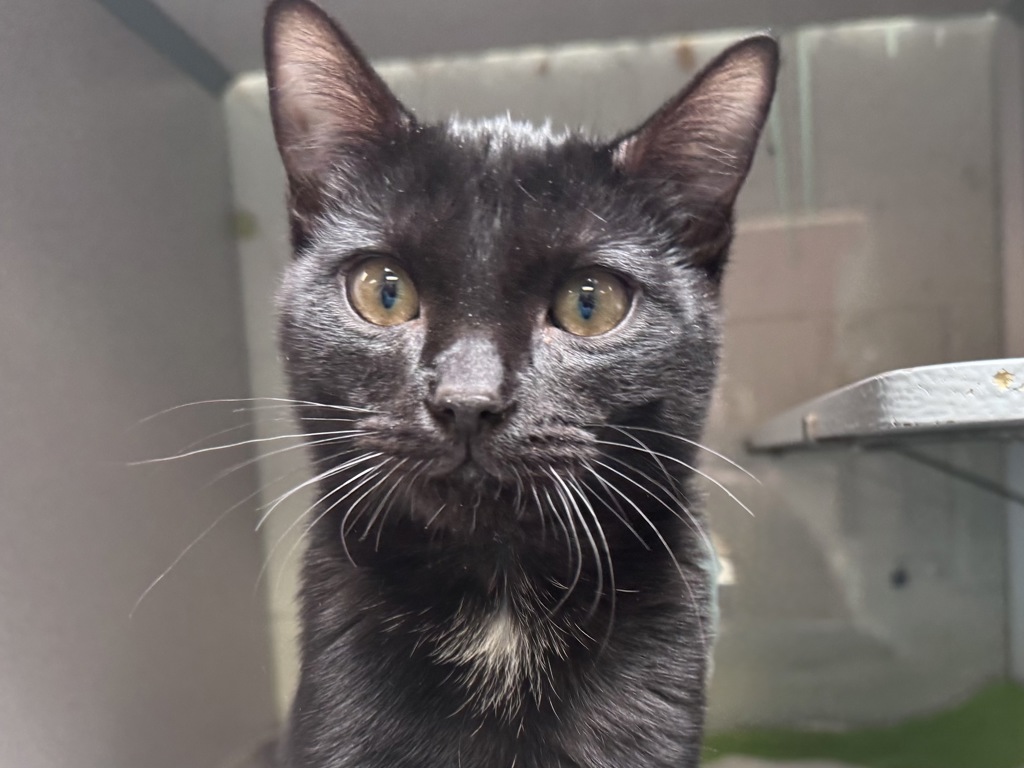 Shelter Stray Male Cat last seen unknown address around 5255 w, Kearns Township, UT, 84118, 511 W 3900 S, Salt Lake City, UT 84123, USA