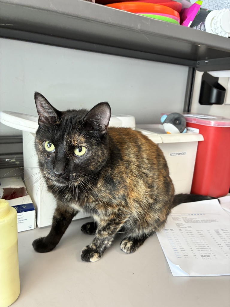 Shelter Stray Female Cat last seen Near S Redwood Road, SALT LAKE CITY, UT, 84104, 511 W 3900 S, Salt Lake City, UT 84123, USA