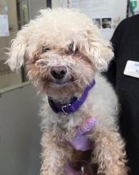 Shelter Stray Female Dog last seen Near Petree Street, El Cajon, CA, 92020, El Cajon, CA 92020, USA