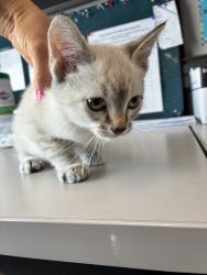 Shelter Stray Female Cat last seen Near S Main Street, MILLCREEK, UT, 84107, 511 W 3900 S, Salt Lake City, UT 84123, USA