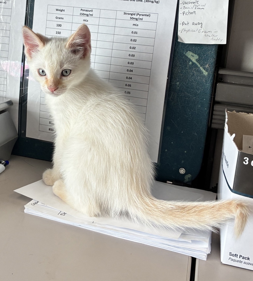 Shelter Stray Male Cat last seen Near S Main Street, MILLCREEK, UT, 84107, 511 W 3900 S, Salt Lake City, UT 84123, USA