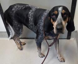 Shelter Stray Female Dog last seen Near N 3rd Street, El Cajon, CA, 92019, El Cajon, CA 92020, USA