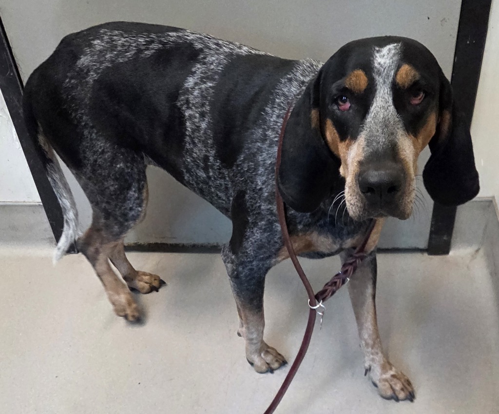 Shelter Stray Female Dog last seen Near N 3rd Street, El Cajon, CA, 92019, El Cajon, CA 92020, USA