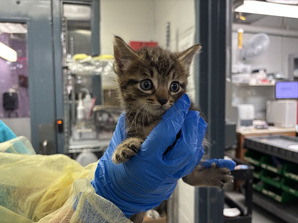 Shelter Stray Female Cat last seen Near Leland Avenue, BRONX, NY, 10473, 326 E 110th St, New York, NY 10029, USA