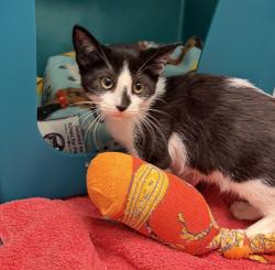 Shelter Stray Female Cat last seen Near Sheffield Avenue, BROOKLYN, NY, 11207, 326 E 110th St, New York, NY 10029, USA